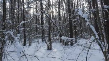 Ormanda kış yürüyüşünün birinci şahıs görüntüsü, karla kaplı ağaçlar yükseliyor.