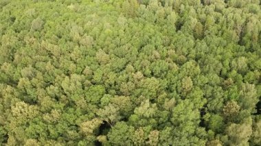 Sonbaharın başındaki bir Avrupa ormanının hava görüntüleri, geriye doğru hareket eden insansız hava aracı, ormanın ekolojik öneminin bir hatırlatıcısı..