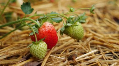 Doğal yetiştirme yöntemlerini ön plana çıkaran bir bahçe yatağında saman kaplı çilek bitkileri..