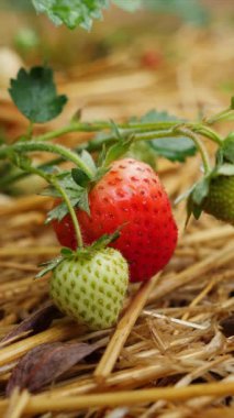 Saman kaplı bir alanda yetişen kırmızı ve yeşil çileklerin detaylı görüntüsü. Dikey video