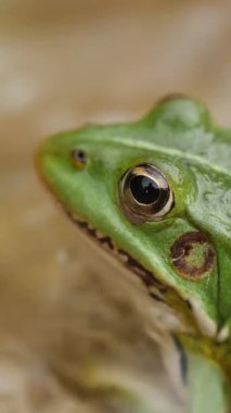 Doğal ortamdaki yeşil bir kurbağa gözünün yakın çekimi. Dikey video