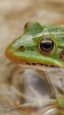 Yeşil kurbağa gözü, doğal güzelliği yansıtıyor. Dikey video