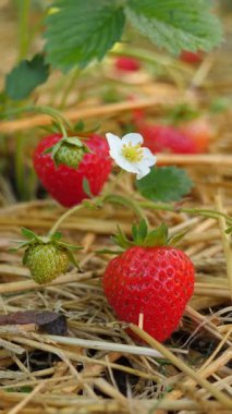 Yeşil yapraklarla çevrili, hasır bir yatakta büyüyen olgun çileklerin yakın plan görüntüsü. Dikey video, yakınlaştır.