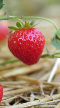 Canlı kırmızı bir çileğin yüksek detaylı görüntüsü. Dikey video, yakınlaştır