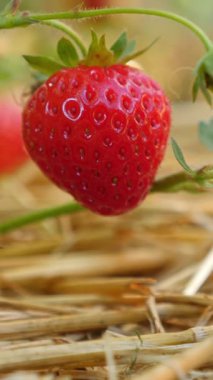 Bitkinin üzerinde olgun bir çileğin yakın çekimi. Dikey video, yakınlaştır