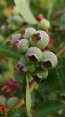 Yaprakların arasında genç yaban mersini meyveleri. Dikey video.