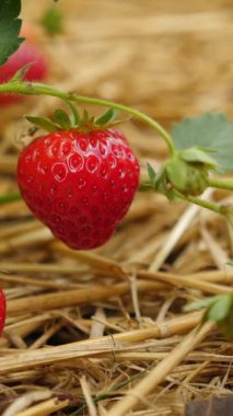 Bitkinin üstünde olgun çilek, yakın plan, bulanık arka plan. Dikey video.