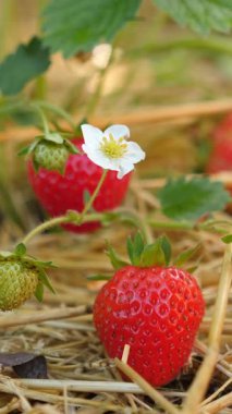 Doğal ortamında taze kırmızı çilekler, hasat için hazır. Dikey video, yakınlaştır