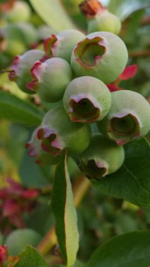 Doğal ışıkta olgunlaşmamış yaban mersini, yaklaş. Dikey video