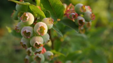 Güneşli dallarda yeşil böğürtlen. Kapat.