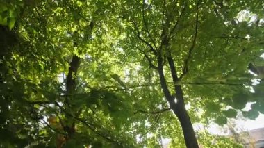 Güneş ışığı, ağaçların yemyeşil gölgesinden süzülerek sakin bir atmosfer yaratır..