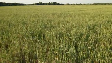 Ekin tarlası görüntüsü. Yaz akşamında alçak irtifa uçuşu