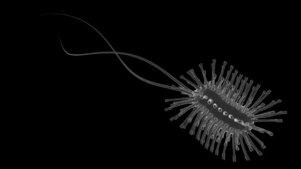 Бактерии Вирусный Патоген Микроскопическая Пластина Кишечной Палочки Размножающаяся Электронным Микроскопом — стоковое видео