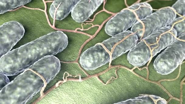 Bacterias Virus Investigación Médico Laboratorio Microscópico Organismo Salud Enfermedad Medicina — Vídeo de stock