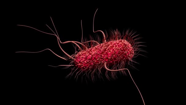 Microscopische Bacteriën Zweven Onder Microscoop Animatie Zwarte Achtergrond Viruscellen — Stockvideo