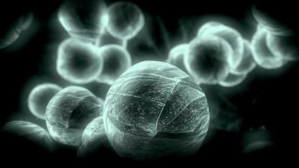 Bakterie Mikroskopowe Pływające Pod Mikroskopem Animacji Czarnym Tle Komórki Wirusa — Wideo stockowe