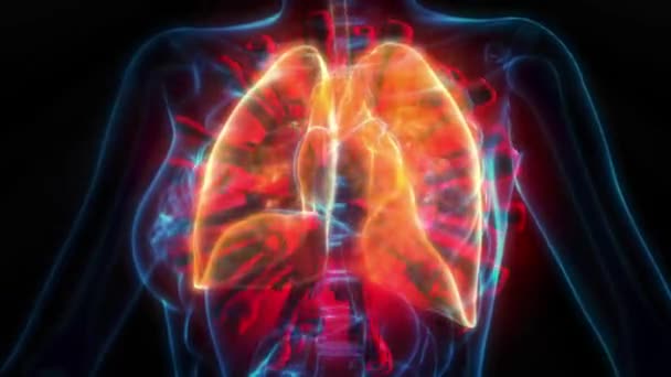 Koncepcja Nowoczesnej Szpitalnej Animacji Zdrowia Medycyny Wirusy Ludzkie Płuca Serce — Wideo stockowe