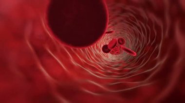 Kırmızı Kan Hücreleri İnsan Dolaşım Sistemi. İnsan kan damarı hareketinin 3 boyutlu döngü animasyonu görsel efekt HD 4k
