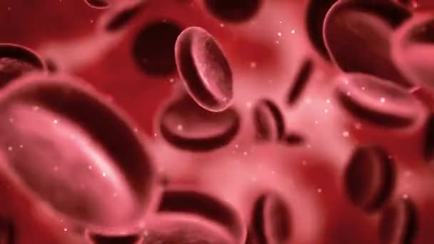 Rote Blutkörperchen Schwimmen Durch Das Blut Und Zirkulieren Den Gefäßen — Stockvideo
