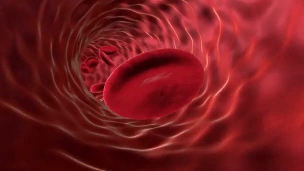 Rote Blutkörperchen Menschliches Kreislaufsystem Schleifenanimation Menschlicher Blutgefäßbewegungen Visueller Effekt — Stockvideo