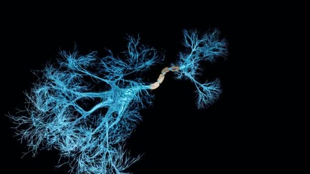 Sistema Nervioso Cerebral Recibir Señal Eléctrica Información Humana Ciencia Del Video de stock