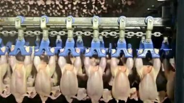 Endüstriyel tavuk eti gıda tarım hayvan çiftliği kümes hayvanları kasabı taşıyıcısı