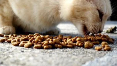 Kedi tabağından kuru yiyecekler yiyor. Kırmızı kızıl kediler yerde. Sevimli evcil hayvanları yakın.