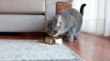 Kedi kaseden besleniyor. Amerikan stenografisi. Evcil gri kediler yakın mesafeden kuru yiyecekler yiyor.
