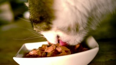 Kedi yiyen gri kediyi kapatın. Evcil bir kâse hayvandan kuru hayvan maması yiyin.