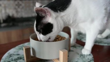Evcil sevimli ev kedisi kuru yemeklerini kaseden yiyor.