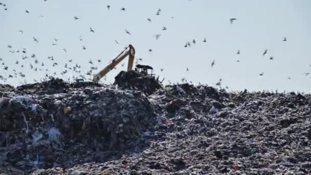 埋め立てゴミ捨て場で巨大なダンプを飛ぶ鳥産業廃棄物投棄トラック掘削機作業 — ストック動画