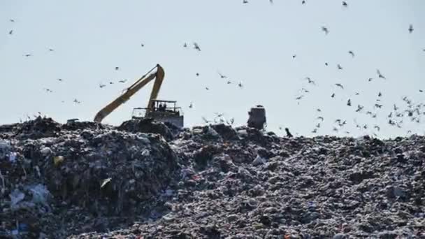 Vogel Fliegt Auf Riesige Müllhalde Und Landet Auf Industriemüllkipper Bagger — Stockvideo
