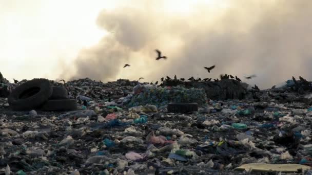 Bird Flying Huge Dump Landfill Garbage Waste Land Industrial Dumping — Stock Video