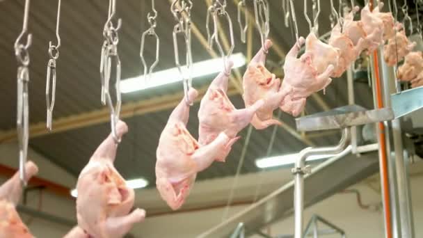 Linea Lavorazione Della Carne Pollo Crudo Trasportatore Pollame Processo Industriale — Video Stock