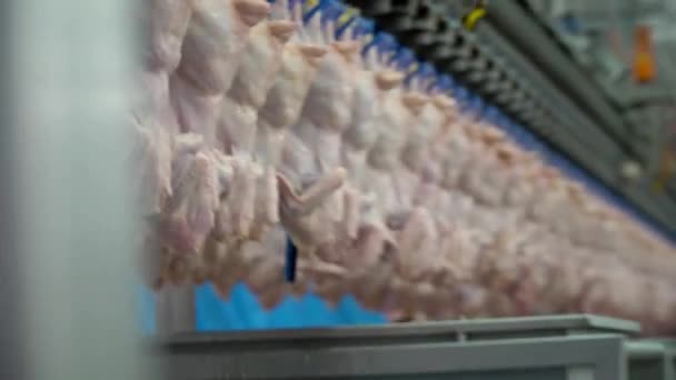 Gıda Endüstrisinde Tavuk Eti Asmak Taze Hazır Endüstrisinde Tavuk Işlemek — Stok video