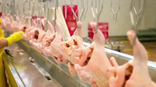 Appendere Carne Pollame Nell Industria Alimentare Pollo Lavorazione Carni Fresche — Video Stock