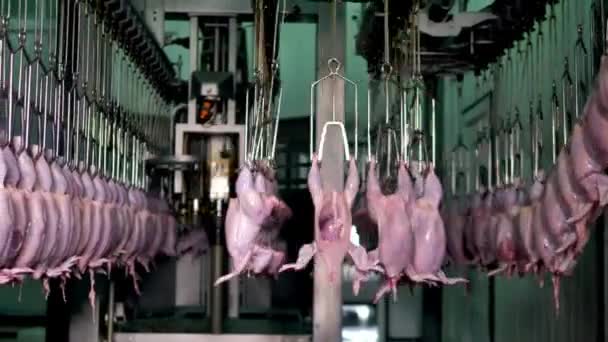 Wiszące Mięso Drobiowe Przemyśle Spożywczym Kurczak Przetwarzanie Świeżego Gotowego Mięsa — Wideo stockowe