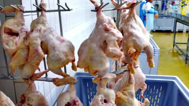 Wiszące Mięso Drobiowe Przemyśle Spożywczym Kurczak Przetwarzanie Świeżego Gotowego Mięsa — Wideo stockowe