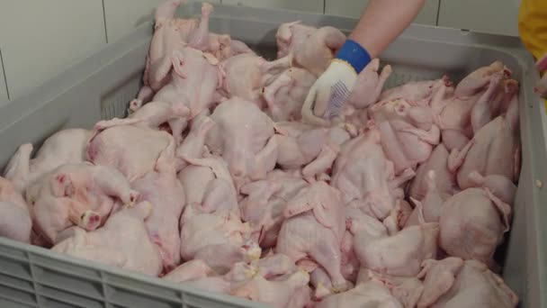 Yiyecek Işleme Tesisi Konteynırlarda Yatan Tavuk Eti Parçaları Gıda Endüstrisi — Stok video
