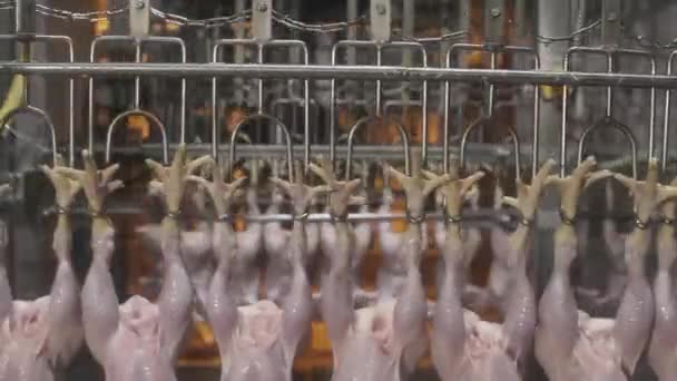 コンベヤラインに吊るされた鶏の肉食品製造業工業 — ストック動画