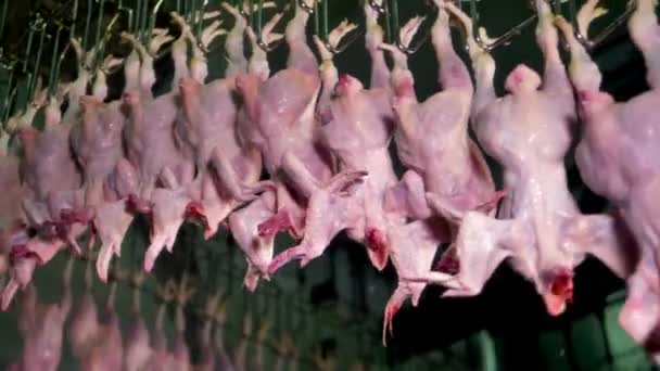 Производство Мяса Цыплят Сельскохозяйственная Птица Промышленного Животноводства Работы Висячий Конвейер — стоковое видео