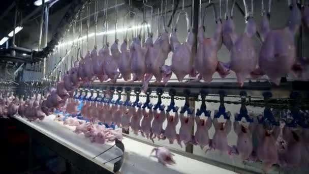 Przemysł Przetwórstwa Drobiu Surowa Linia Produkcyjna Mięsa Drobiowego Technologiczna Przetwórnia — Wideo stockowe