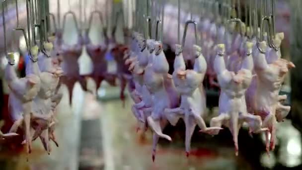 Konveyör Hattında Asılı Tavuk Eti Endüstrisi Endüstrisi Üretiyor — Stok video