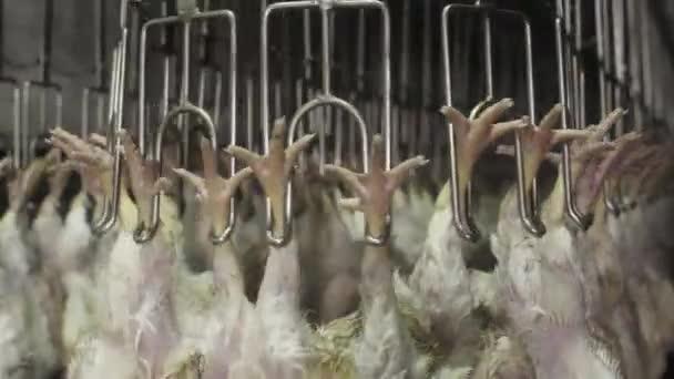 Carne Pollo Appesa Nella Linea Trasporto Industria Alimentare Industriale Manifatturiera — Video Stock