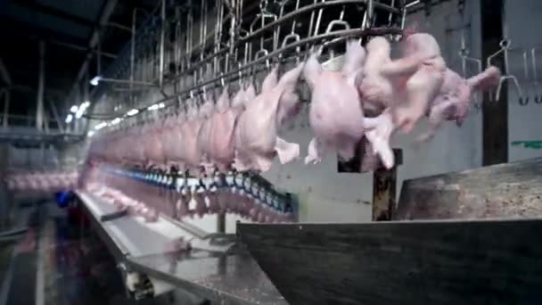 Poultry Processing Plant Conveyor Belt Food Factory Chicken Meat Production — Stock Video