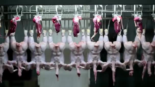 Kümes Hayvanları Işleme Tesisi Yiyecek Fabrikası Için Taşıma Bandı Tavuk — Stok video