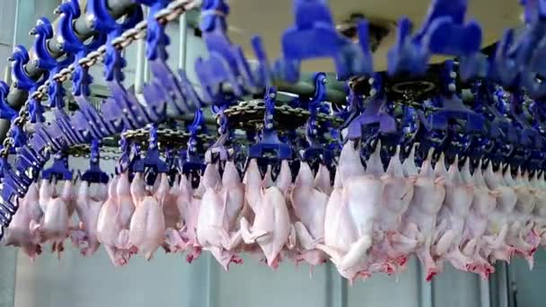 Linia Przetwórcza Mięsa Drobiowego Hodowli Drobiu — Wideo stockowe