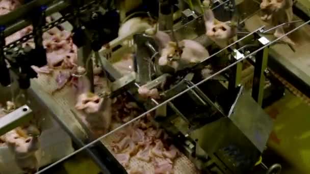 Ωμό Κρέας Κοτόπουλου Μεταποίηση Γραμμή Μεταφοράς Πουλερικών Βιομηχανία Τροφίμων — Αρχείο Βίντεο