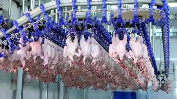 Industria Pollo Carne Cibo Agricoltura Produzione Animale Pollame Macelleria Impianto — Video Stock