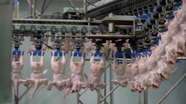 Przemysł Przetwórstwa Drobiu Surowa Linia Produkcyjna Mięsa Drobiowego Technologiczna Przetwórnia — Wideo stockowe